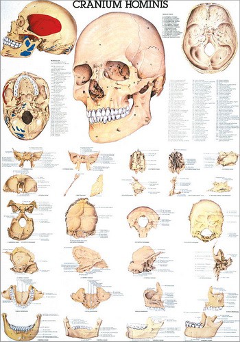 Der menschliche Schädel, 70 x 100 cm, paper