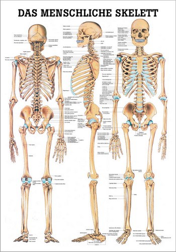 Das menschliche Skelett, 50 x 70 cm, papier