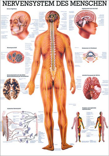 Nervensystem des Menschen, 70 x 100 cm, papier
