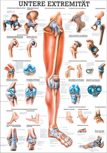 Lower Limb, 70 x 100 cm, laminated