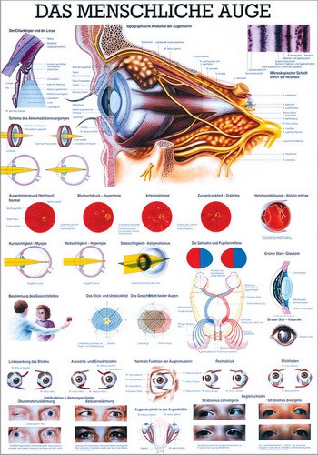 Das Menschliche Auge, 70 x 100 cm, laminated