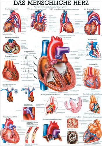Das menschliche Herz, 24 x 34 cm, laminated