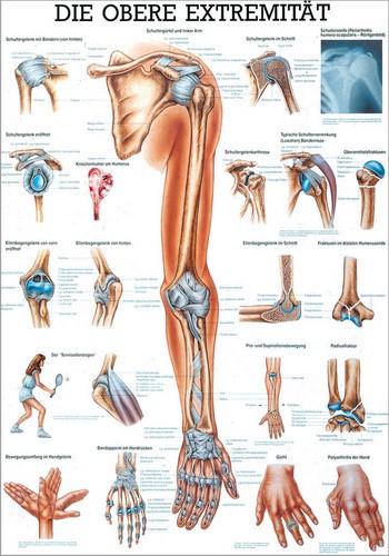 Die obere Extremität