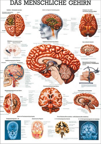 Das menschliche Gehirn, 24 x 34 cm, laminated