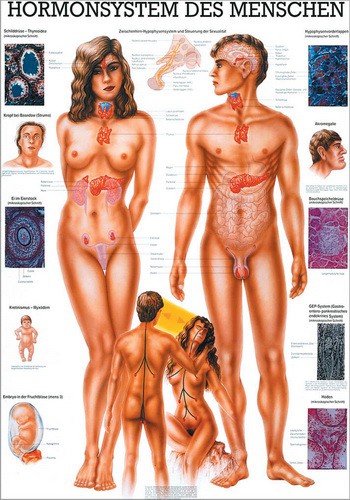 Hormonsystem, 70 x 100 cm, laminiert