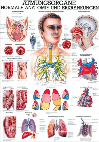 Atmungsorgane, 70 x 100 cm, laminated