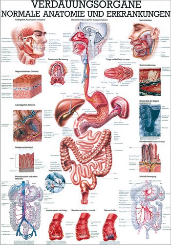 Verdauungsorgane, 70 x 100 cm, paper