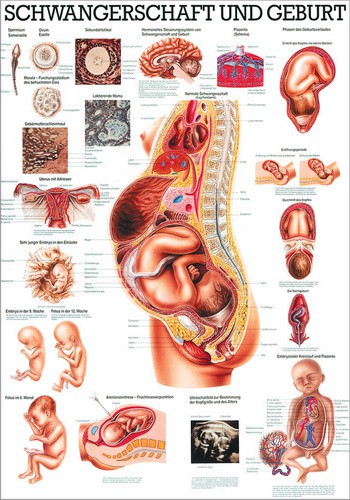 Schwangerschaft und Geburt, 70 x 100 cm, laminated
