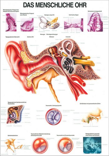 Das Menschliche Ohr, 70 x 100 cm, laminated