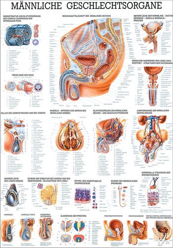 Männliche Geschlechtsorgane