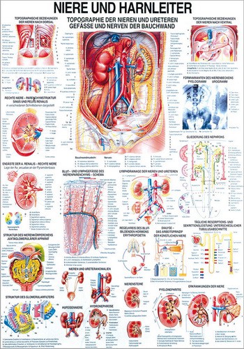 Niere und Hernleiter, 70 x 100 cm, laminated