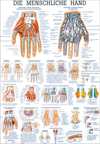 Die menschliche Hand, 70 x 100 cm, paper