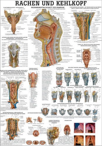 Rachen und Kehlkopf, 70 x 100 cm, laminated