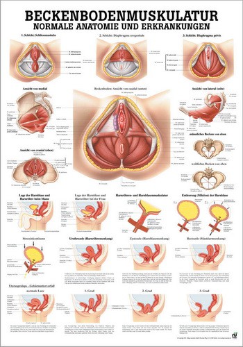 Beckenbodenmuskulatur, 70 x 100 cm, laminiert