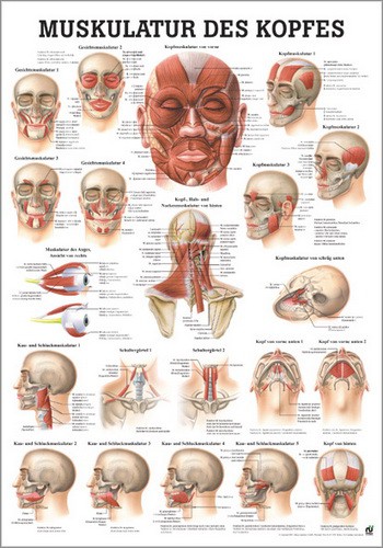 Kopfmuskulatur, 24 x 34 cm, laminated