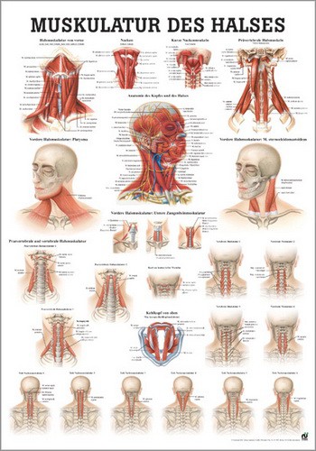 Halsmuskulatur, 50 x 70 cm, laminated