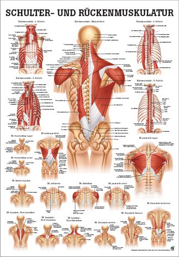 Schulter- und Rückenmuskulatur, 50 x 70 cm, papier