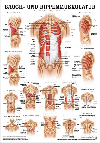 Bauch und Rippenmuskulatur, 24 x 34 cm, laminated