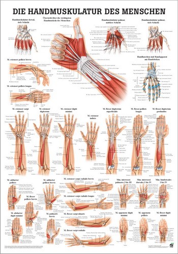 Handmuskulatur des Menschen, 50 x 70 cm, laminated