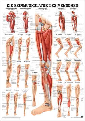 Beinmuskulatur des Menschen, 50 x 70 cm, laminated