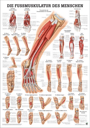 Fußmuskulatur des Menschen, 24 x 34 cm, laminated