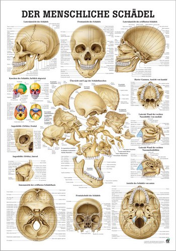 Die Schädelknochen des Menschen, 24 x 34 cm, laminiert