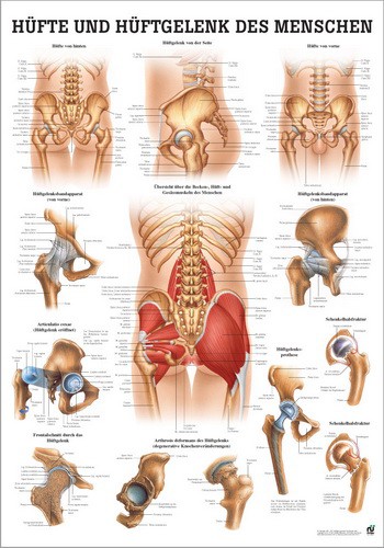 Hüfte und Hüftgelenk