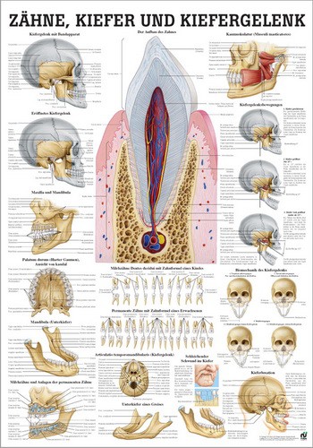Zähne, Kiefer und Kiefergelenk, 70 x 100 cm, laminated
