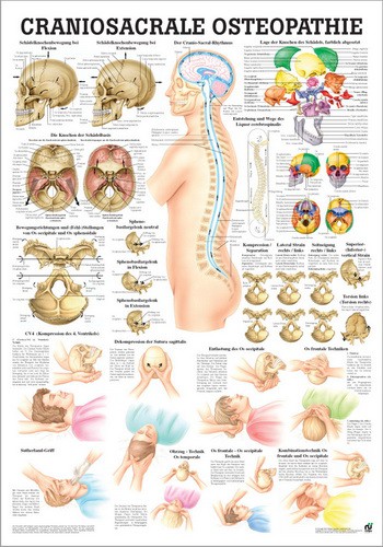 Craniosacrale Osteopathie, 24 x 34 cm, paper