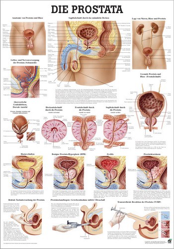 prostata anatomie