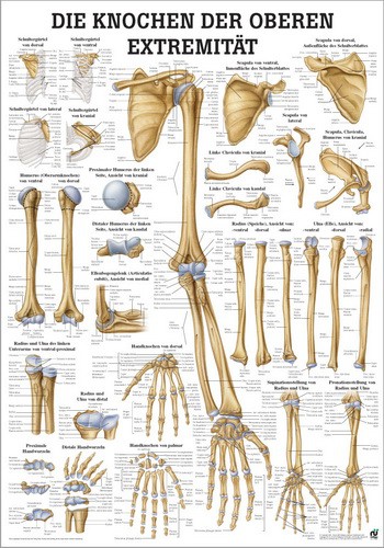 Die Knochen der oberen Extremität, 70 x 100 cm, laminated