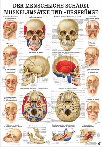Der menschliche Schädel Muskelansätze und Ursprünge, 24 x 34 cm, laminated