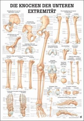 Die Knochen der Unteren Exträmität