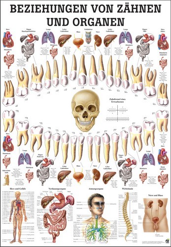 Beziehungen von Organen und Zähnen 24 x 34 cm, laminiert