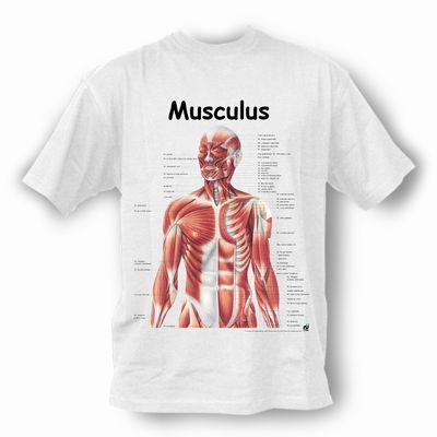 Anatomical T-Shirt Muscles