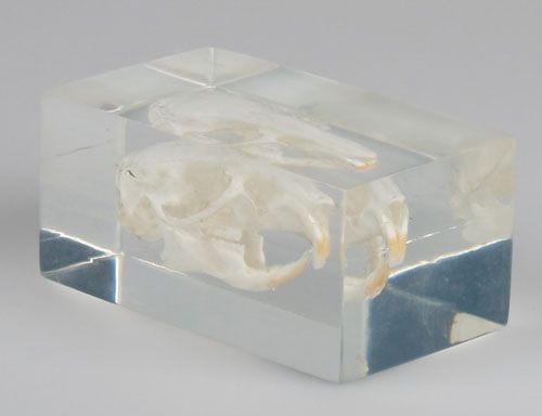 Meerschweinchenschaedel in Kunststoffblock
