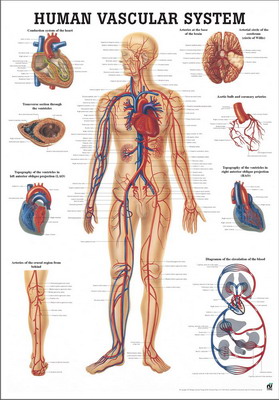 Gefäßsystem des Menschen, 50 x 70 cm, papier-PO06
