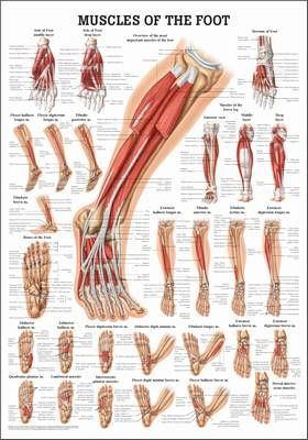 Muscles of the Foot, english, 50 x 70 cm, paper