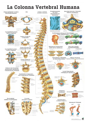 La Columna Vertebral Humana