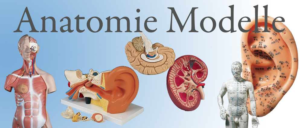 Anatomie Modelle