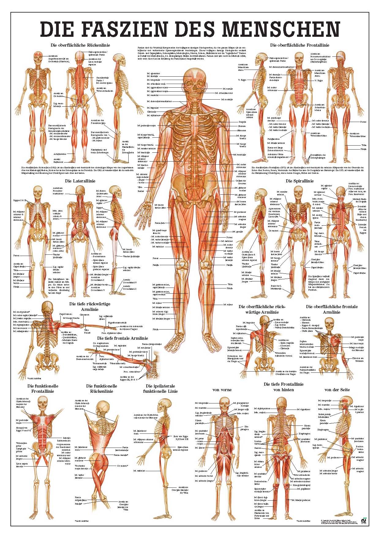 Die Faszien Des Menschen 70 X 100 Cm Laminiert Ta86lam