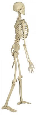 Homo-Skelett, Standard