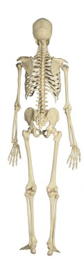 Anatomical Model - Skeleton