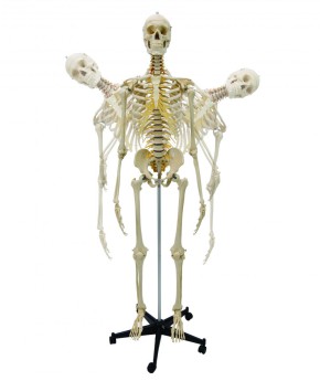 Anatomical Model - Flexible Skeleton