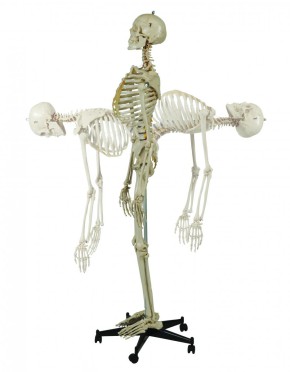 Homo-Skelett, flexibel