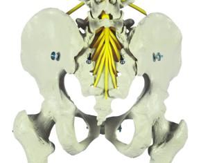 Anatomical Model - Flexible Skeleton