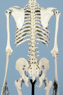 Spezial-Skelett für besonders hohe Beanspruchung
