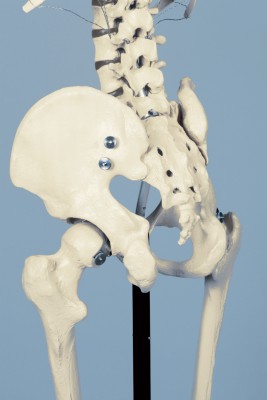 Anatomical Model - Special Skeleton