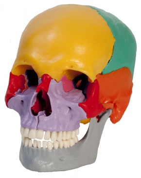 Anatomical Model - snap skull coloured, 18 parts