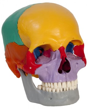 Anatomical Model - snap skull coloured, 18 parts